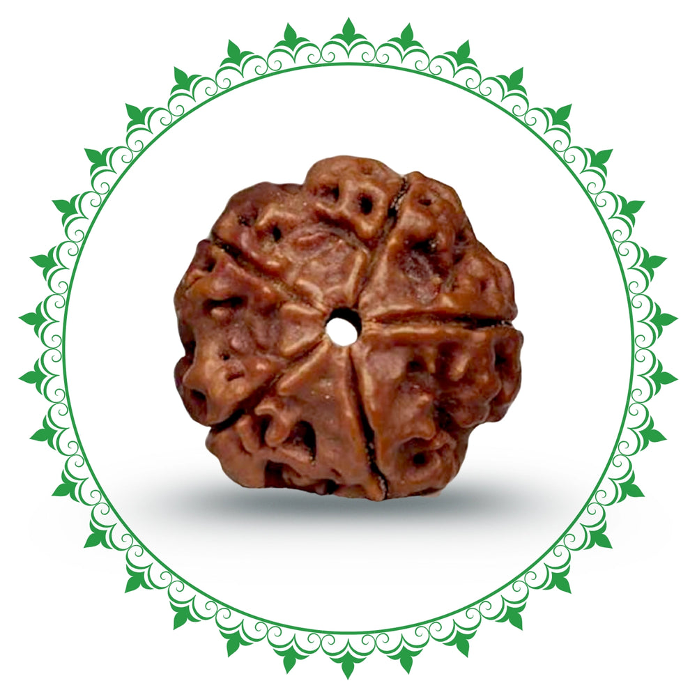 5 Mukhi