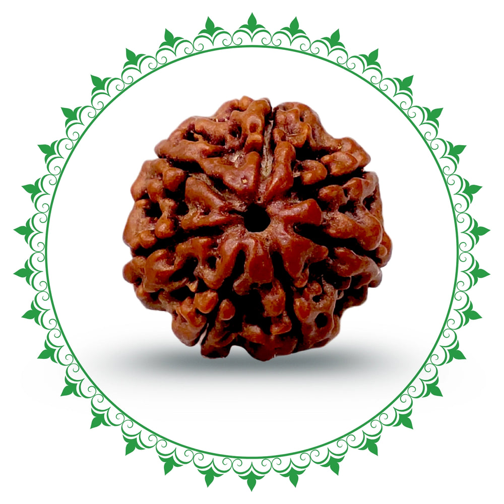 7 Mukhi