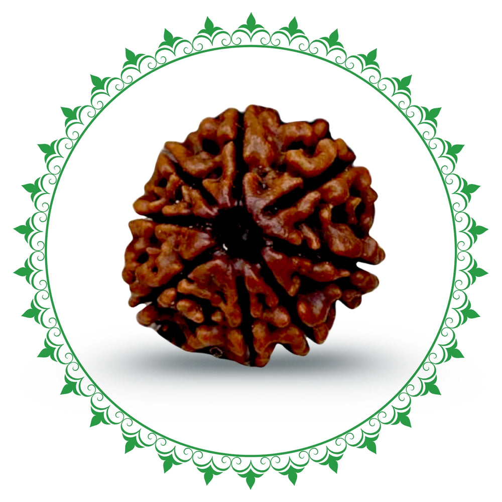 8 Mukhi