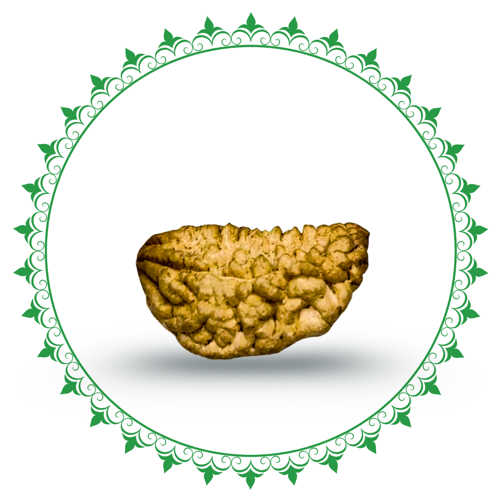 1 Mukhi Rudraksha