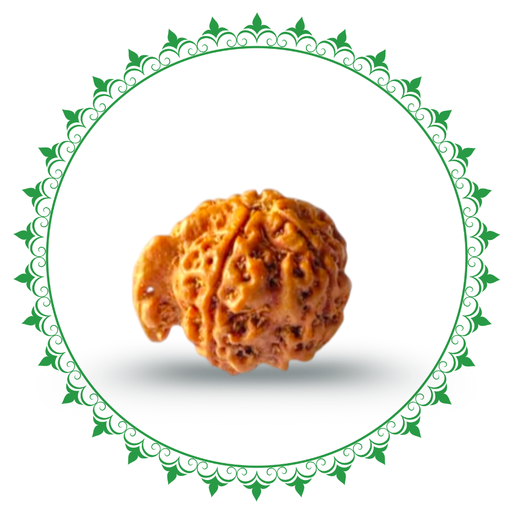 Ganesh Rudraksha