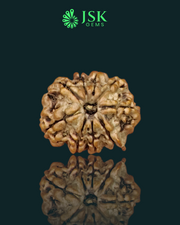 Certified 9 Mukhi Rudraksha from Nepal - Premium Quality