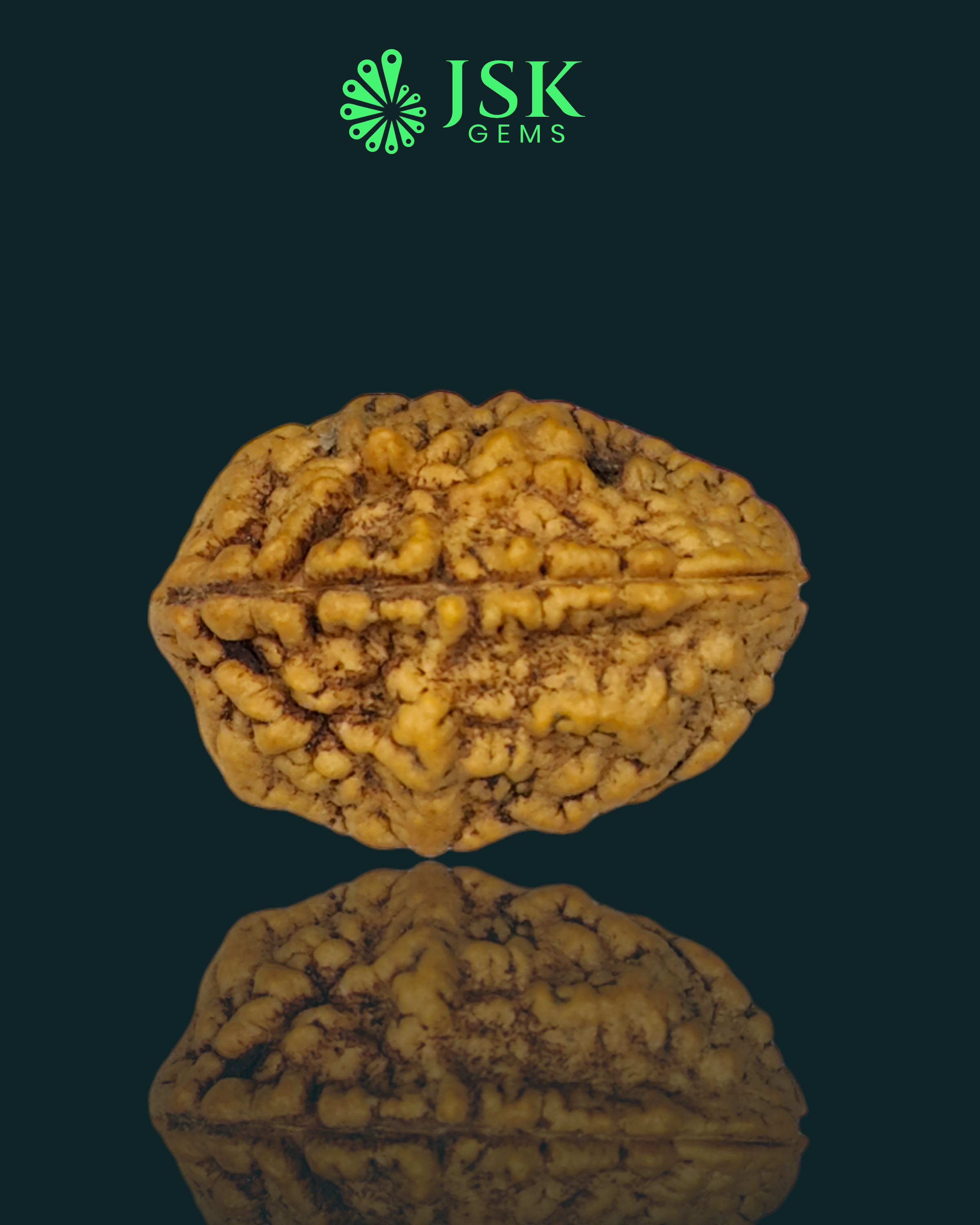 2 Mukhi Rudraksha from Nepal - Premium Quality