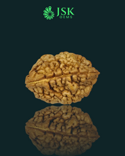 2 Mukhi Rudraksha from Nepal - Premium Quality