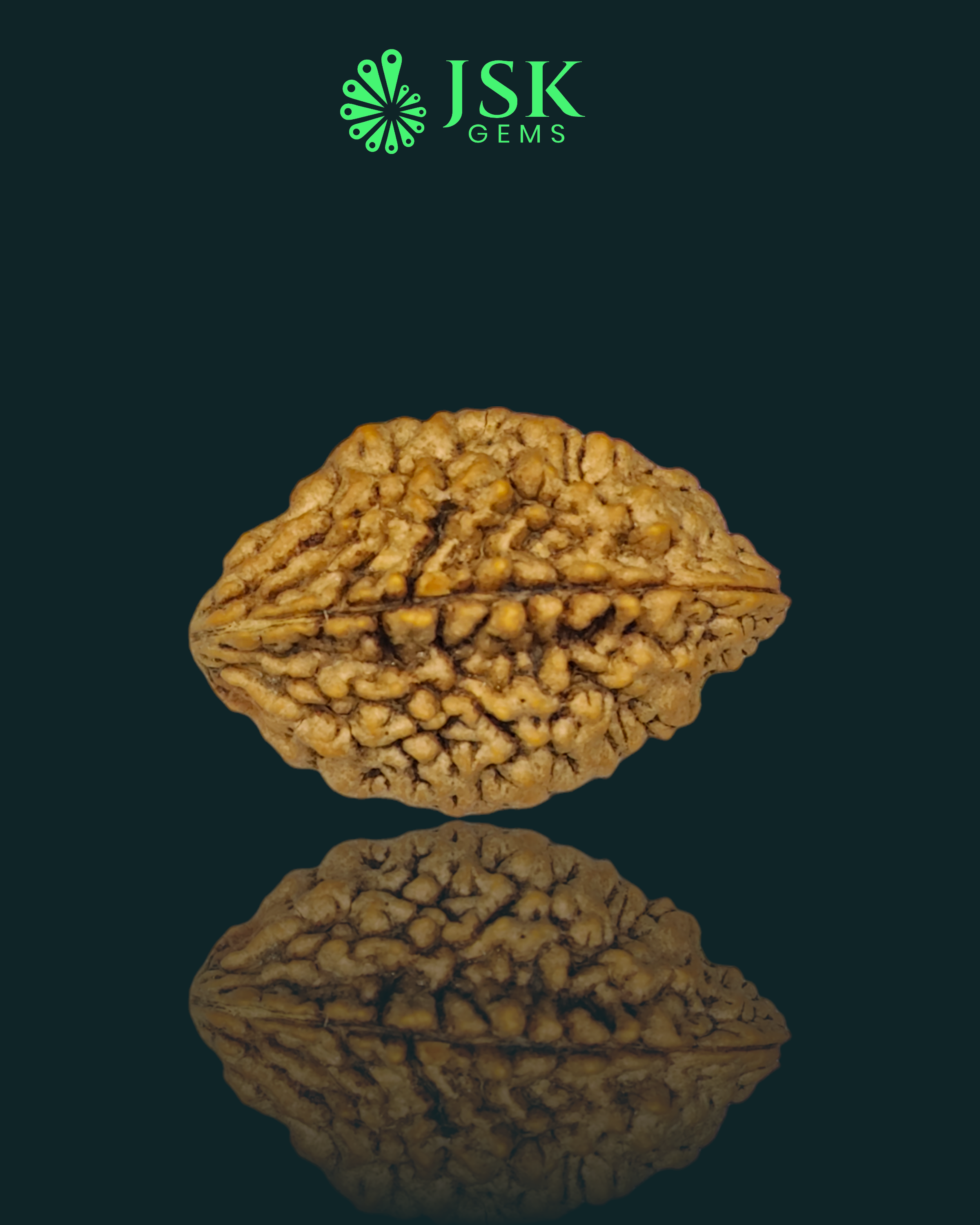 2 Mukhi Rudraksha from Nepal - Premium Quality