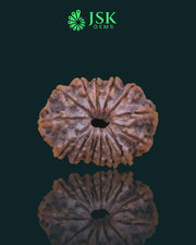 Certified 14 Mukhi Rudraksha from Nepal - Premium Quality