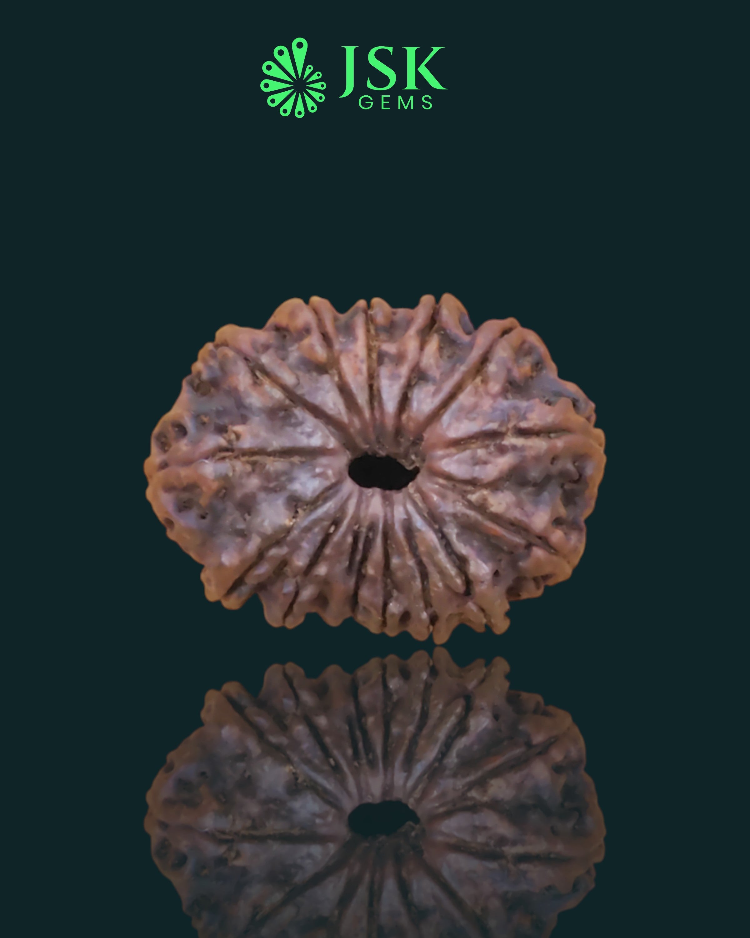 Certified 14 Mukhi Rudraksha from Nepal - Premium Quality