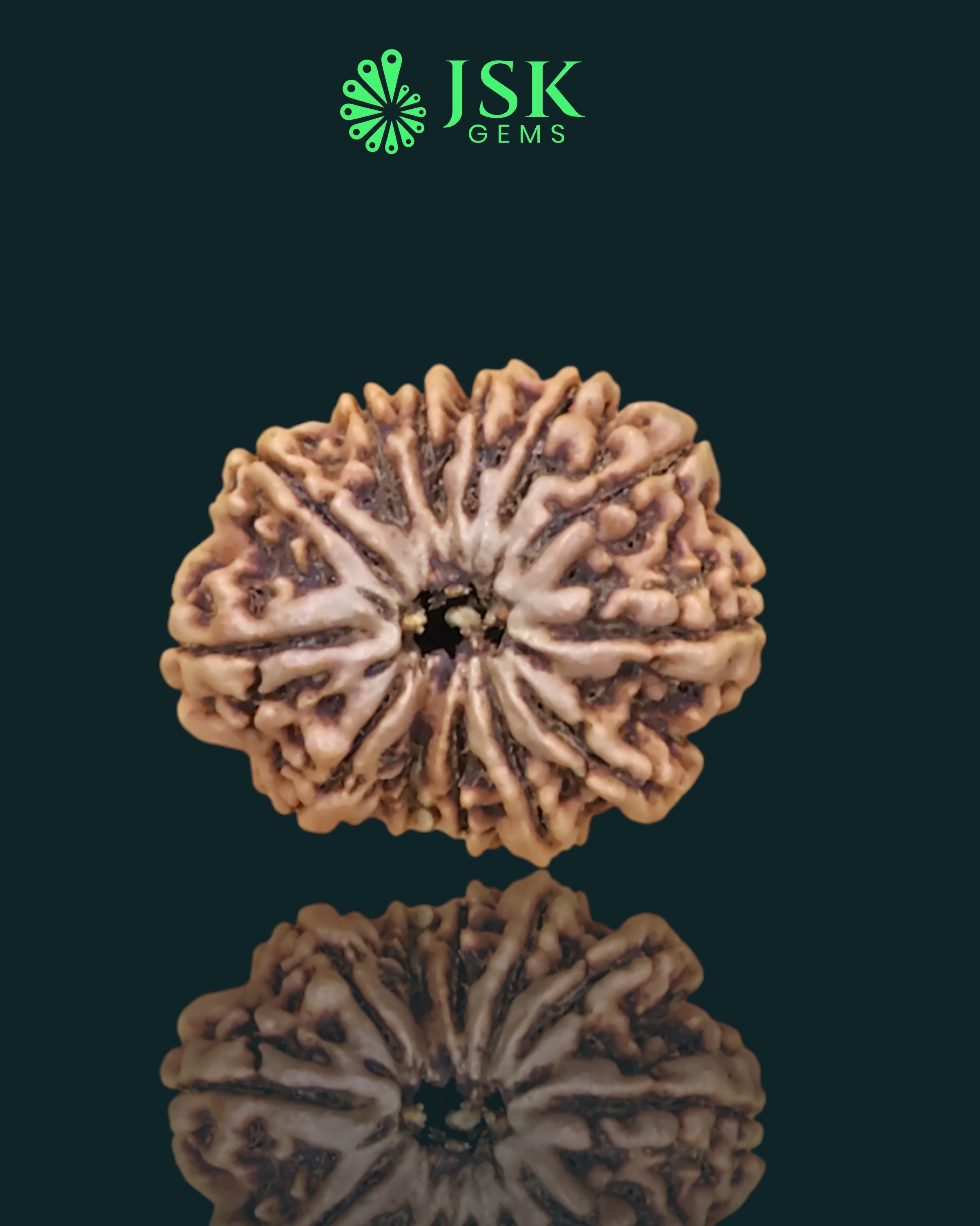 Certified 13 Mukhi Rudraksha from Nepal - Premium Quality
