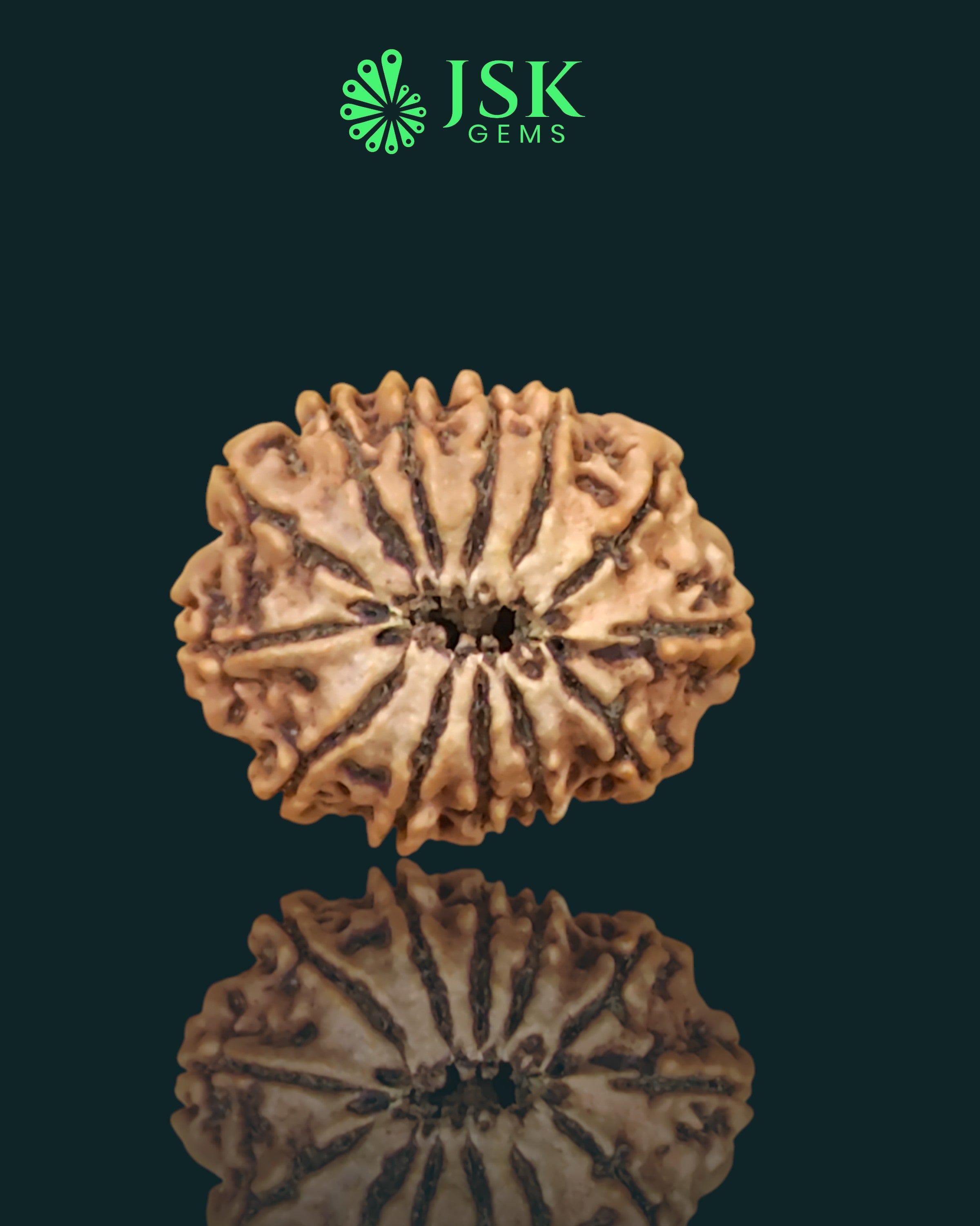 Certified 13 Mukhi Rudraksha from Nepal - Premium Quality