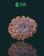 Certified 13 Mukhi Rudraksha from Nepal - Premium Quality