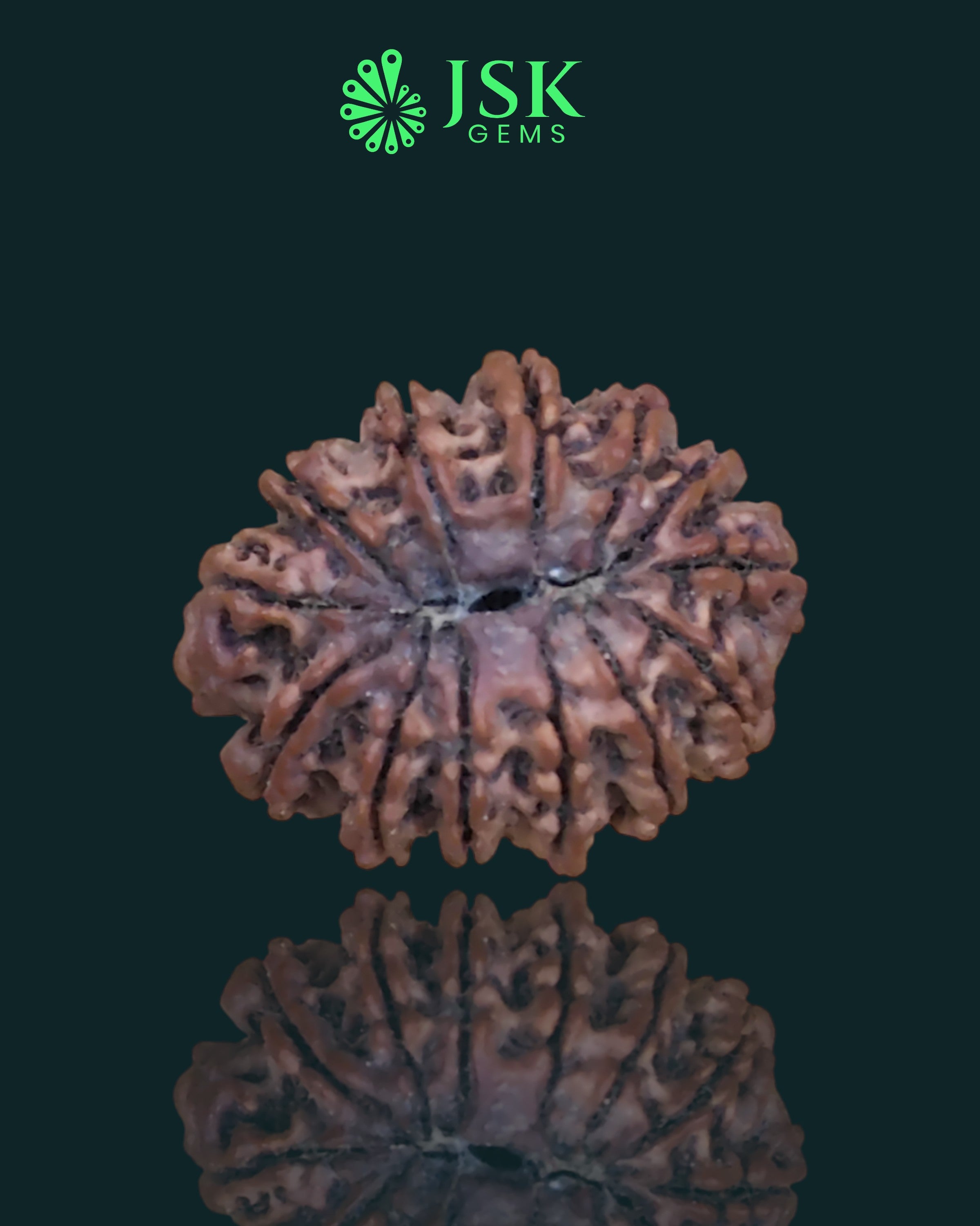 Certified 13 Mukhi Rudraksha from Nepal - Premium Quality