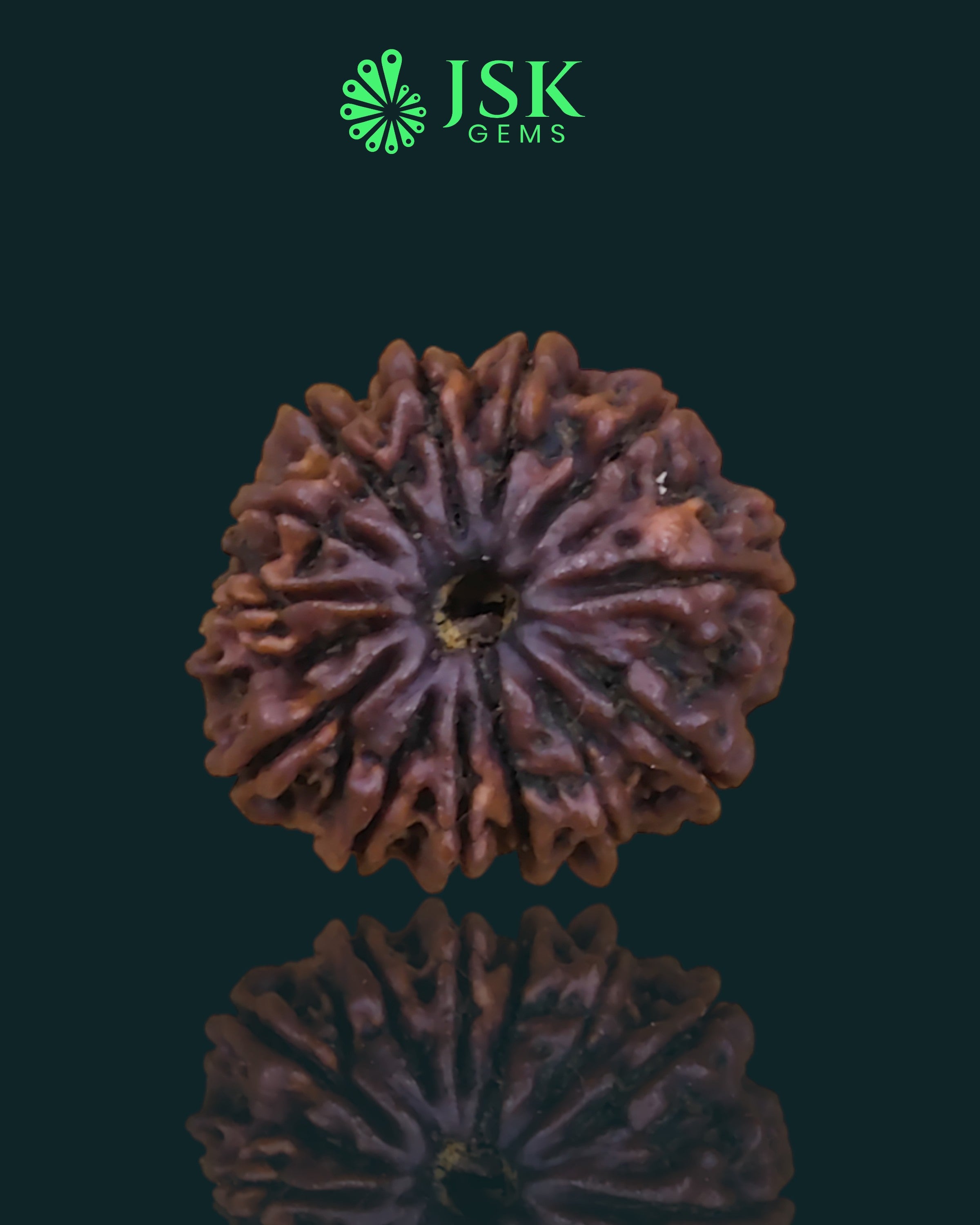 Certified 13 Mukhi Rudraksha from Nepal - Premium Quality