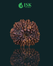 Certified 13 Mukhi Rudraksha from Nepal - Premium Quality