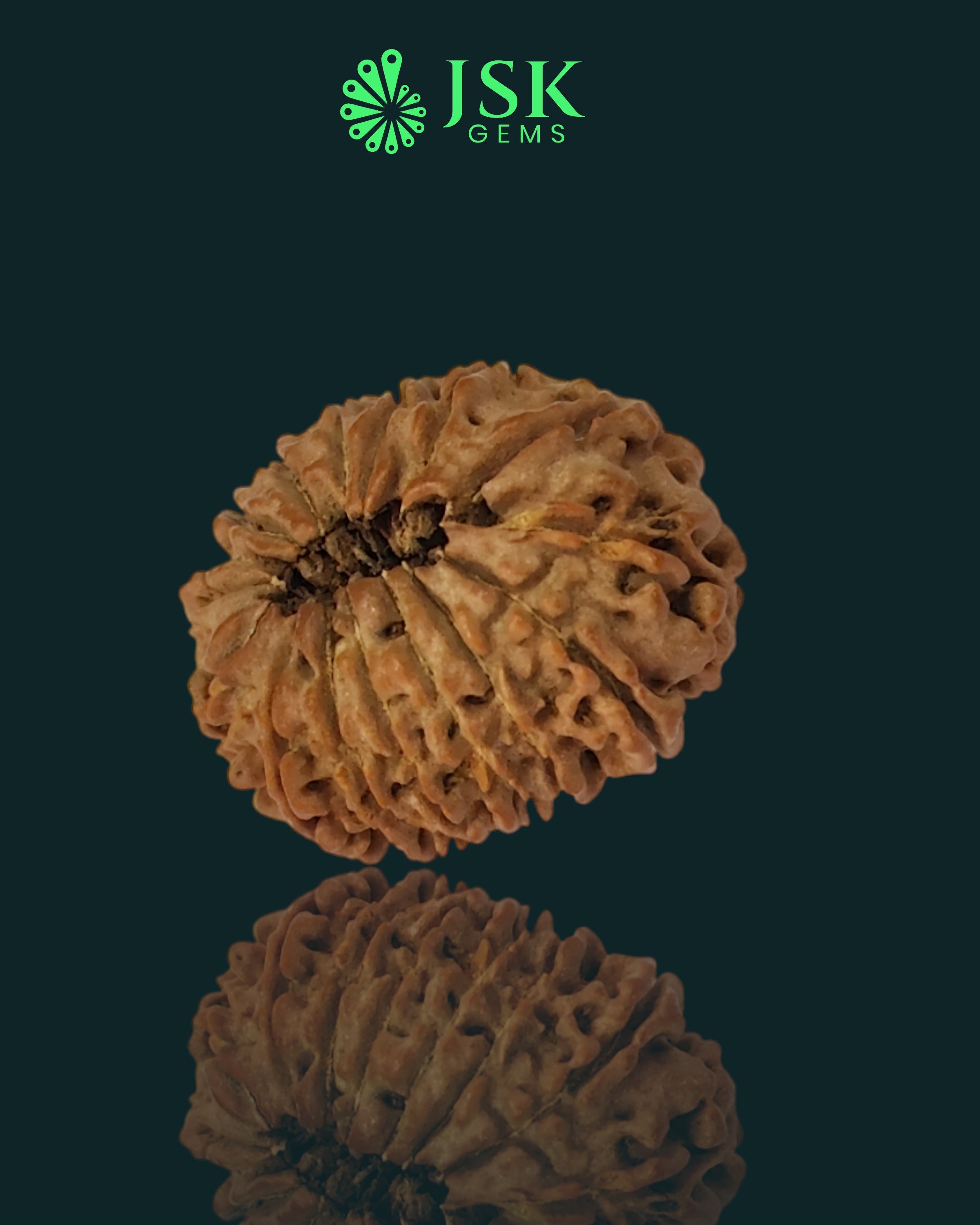 Certified 15 Mukhi Rudraksha from Nepal - Premium Quality