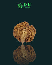 Premium Grade Natural 5 Mukhi Ganesh Rudraksha from Nepal