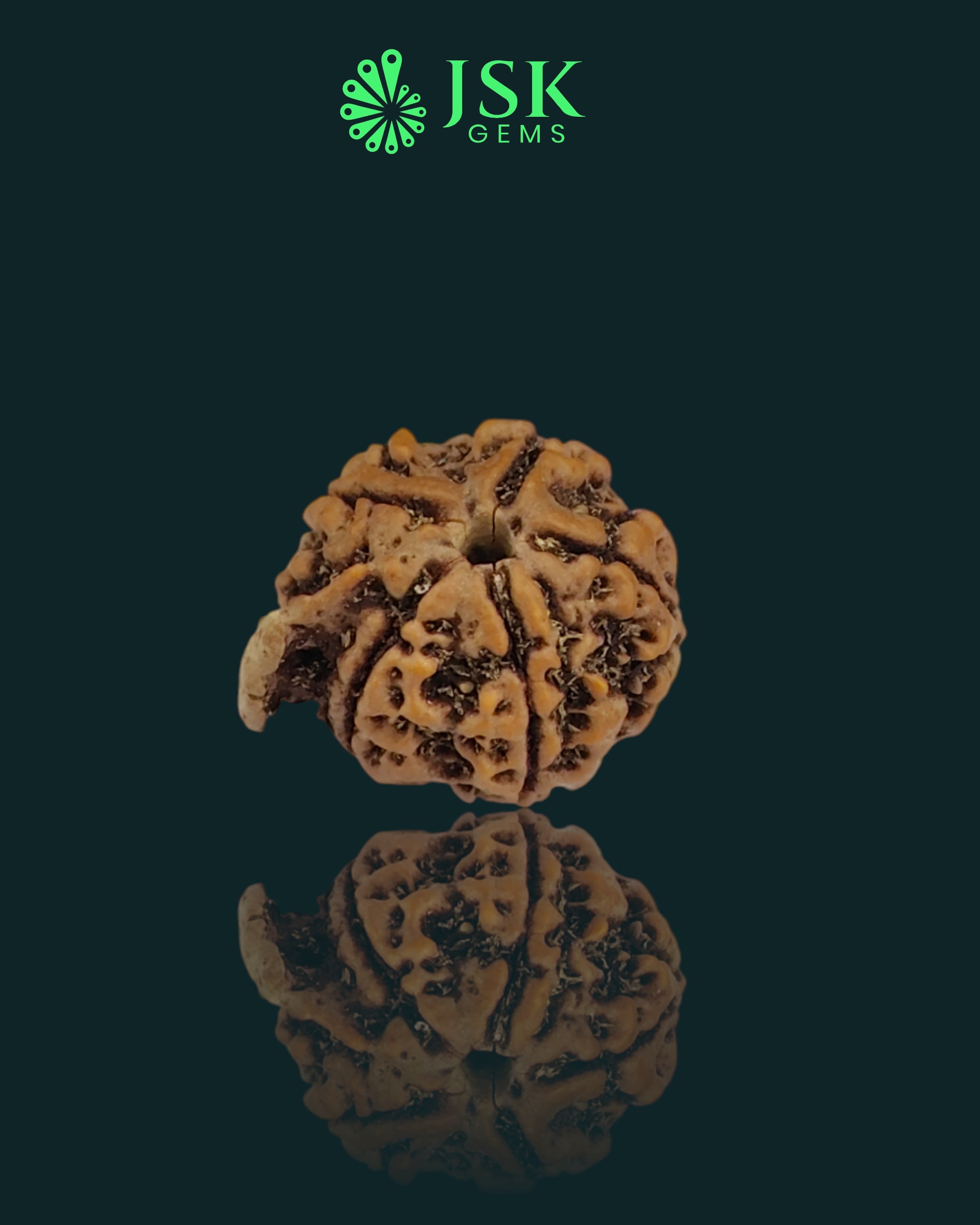 Premium Grade Natural 5 Mukhi Ganesh Rudraksha from Nepal