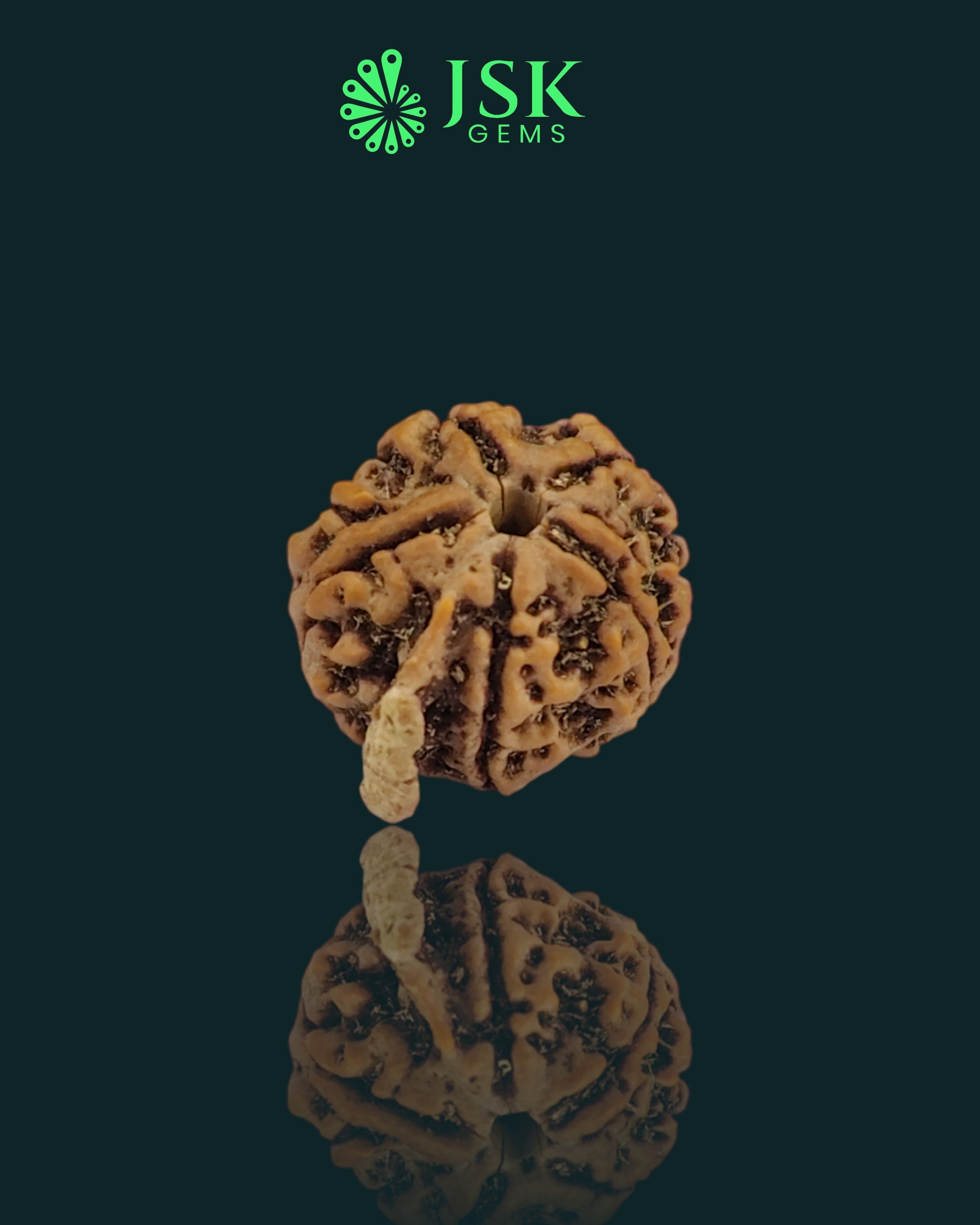 Premium Grade Natural 5 Mukhi Ganesh Rudraksha from Nepal