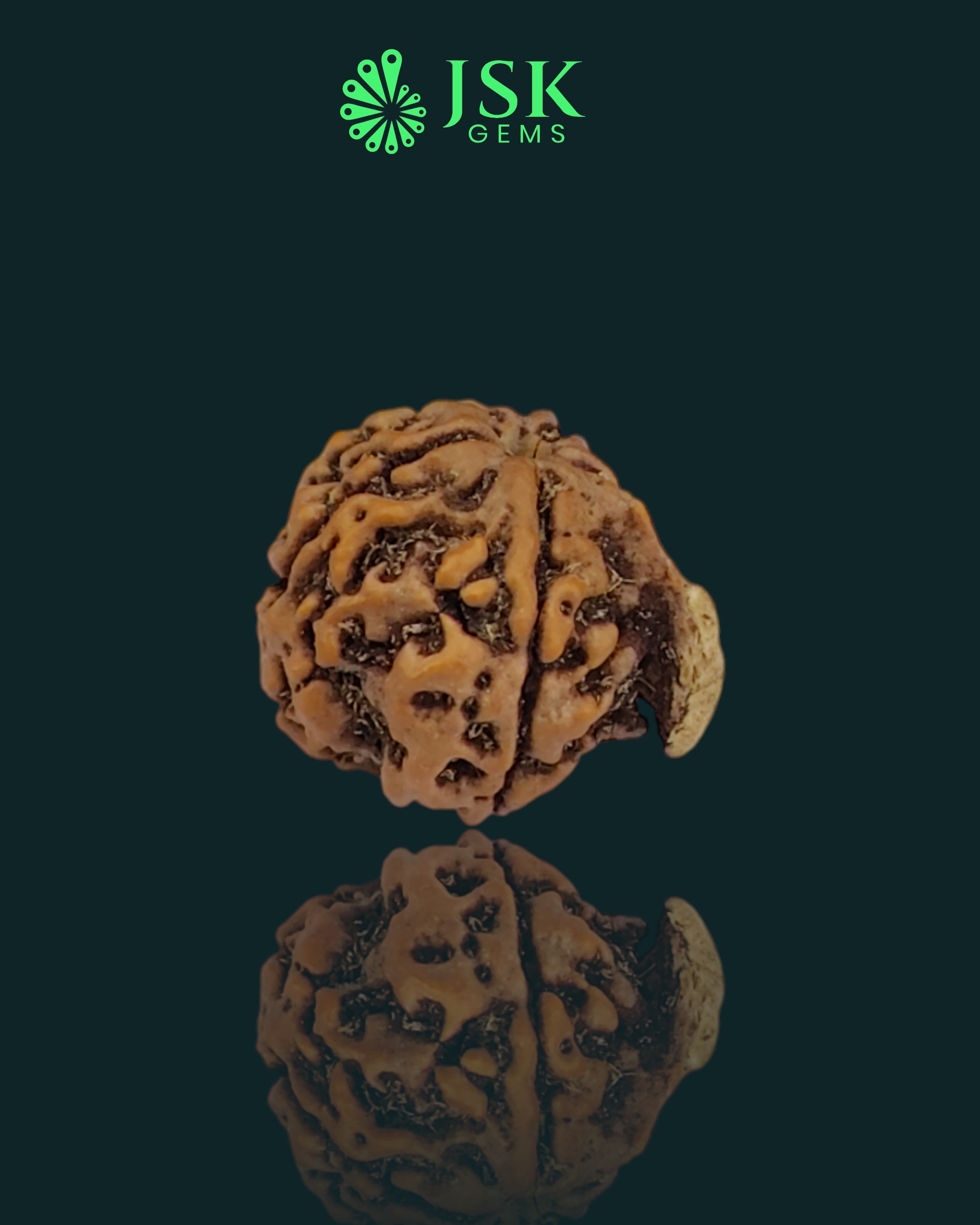 Premium Grade Natural 5 Mukhi Ganesh Rudraksha from Nepal