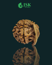 Premium Grade Natural 5 Mukhi Ganesh Rudraksha from Nepal