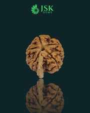 Premium Grade Natural 5 Mukhi Ganesh Rudraksha from Nepal