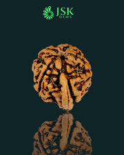 Premium Grade Natural 5 Mukhi Ganesh Rudraksha from Nepal