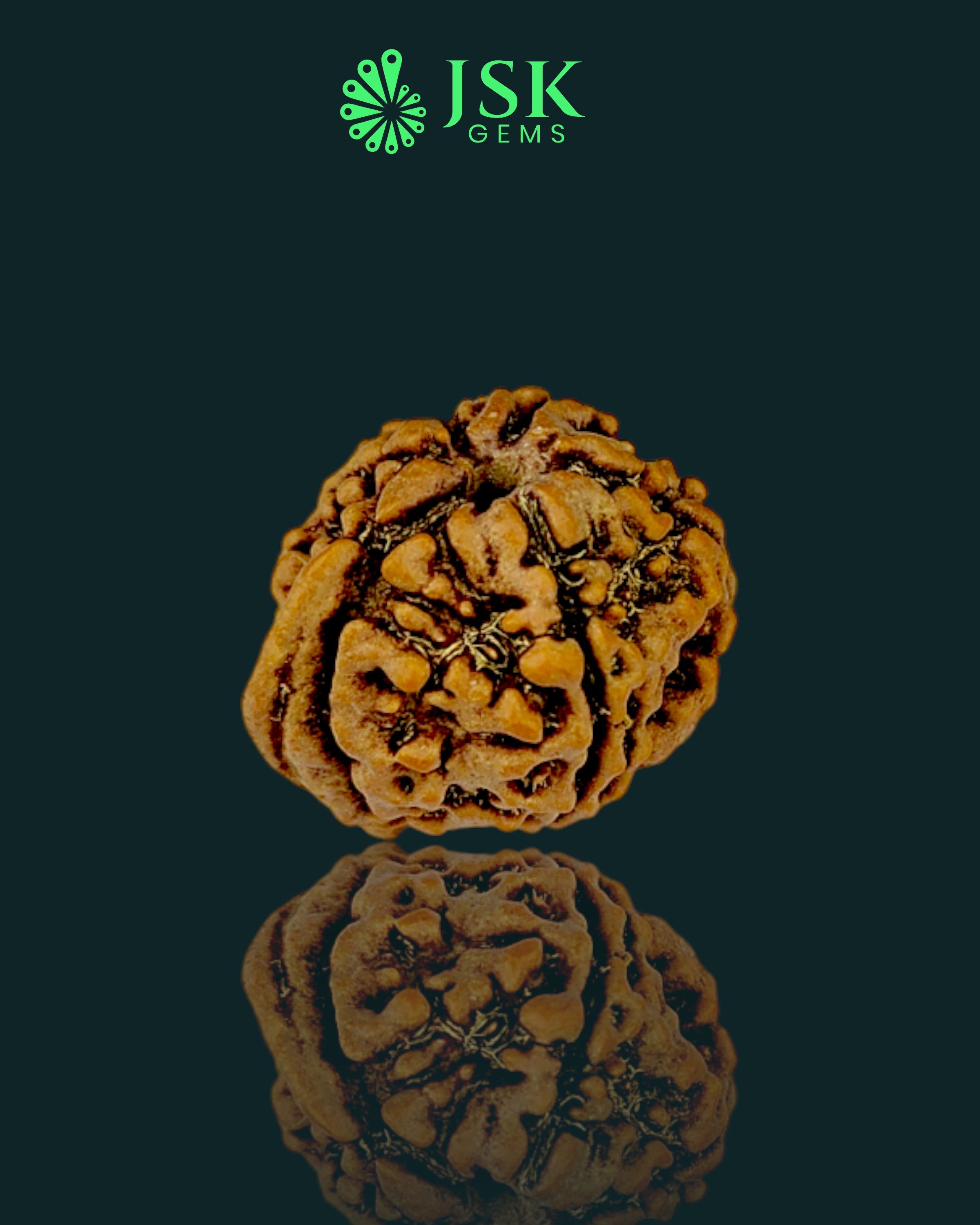 Premium Grade Natural 5 Mukhi Ganesh Rudraksha from Nepal