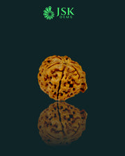 Premium Grade Natural 6 Mukhi Ganesh Rudraksha from Nepal