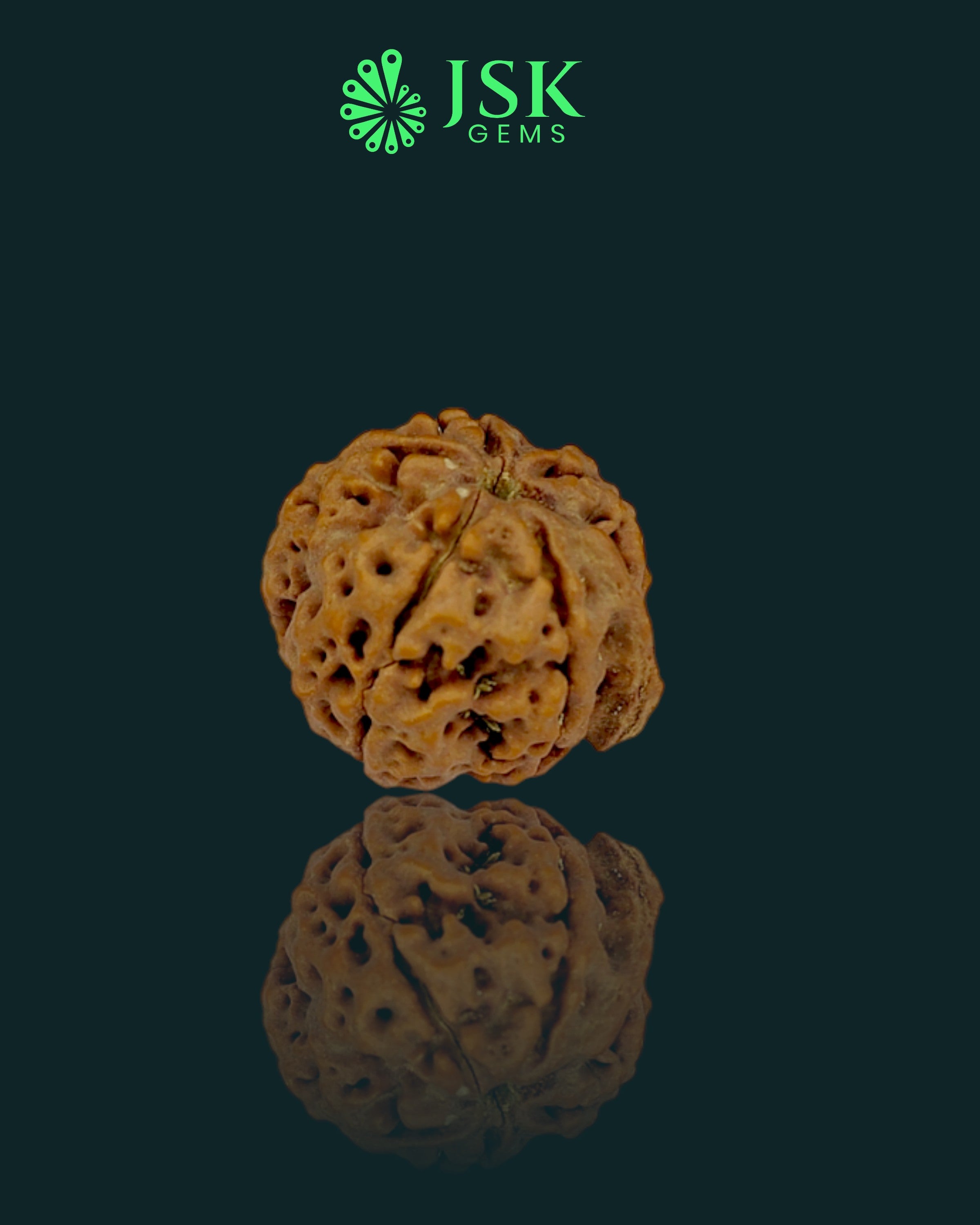 Premium Grade Natural 5 Mukhi Ganesh Rudraksha from Nepal