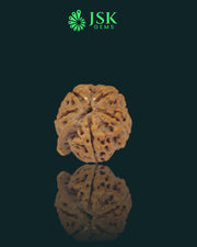 Premium Grade Natural 5 Mukhi Ganesh Rudraksha from Nepal
