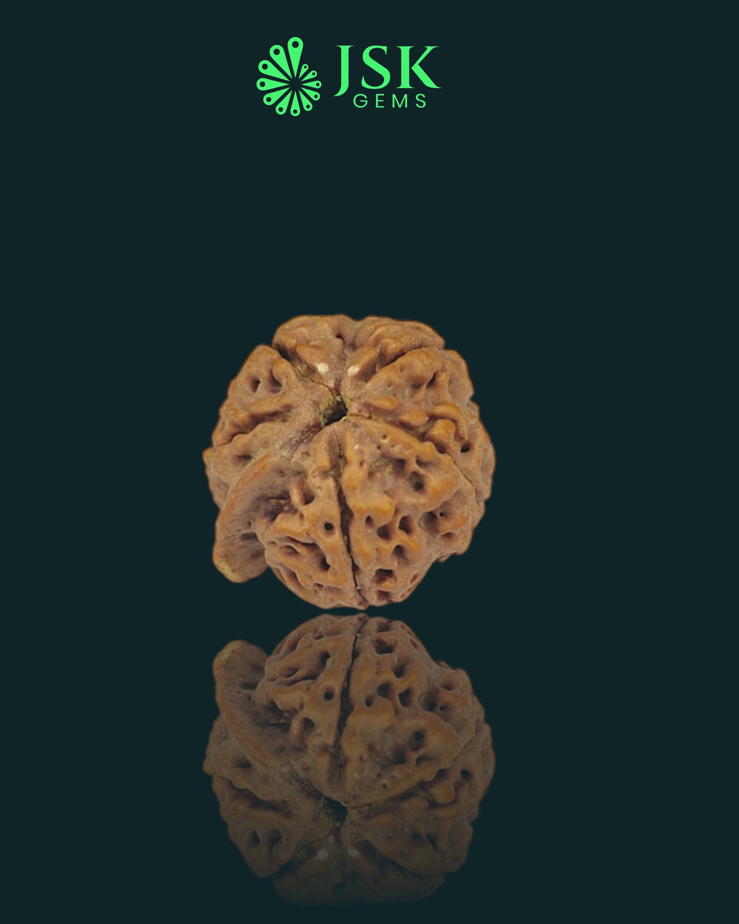Premium Grade Natural 5 Mukhi Ganesh Rudraksha from Nepal