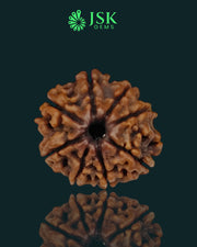 Certified 8 Mukhi Rudraksha from Nepal - Premium Quality(19.71 MM)
