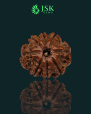Certified 8 Mukhi Rudraksha from Nepal - Premium Quality(19.56 MM)