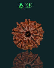 Certified 8 Mukhi Rudraksha from Nepal - Premium Quality(18.44 MM)