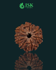 Certified 8 Mukhi Rudraksha from Nepal - Premium Quality(22.39 MM)