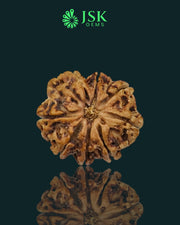 Certified 8 Mukhi Rudraksha from Nepal - Premium Quality(24.56 MM)