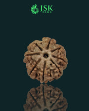 Certified 8 Mukhi Rudraksha from Nepal - Premium Quality(18.90 MM)