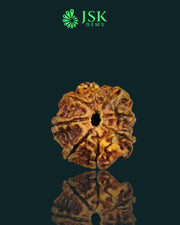 Certified 8 Mukhi Rudraksha from Nepal - Premium Quality(24.27 MM)