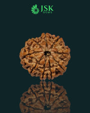 Certified 9 Mukhi Rudraksha from Nepal - Premium Quality(22.54 mm)