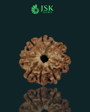 Certified 9 Mukhi Rudraksha from Nepal - Premium Quality(21.33 mm)