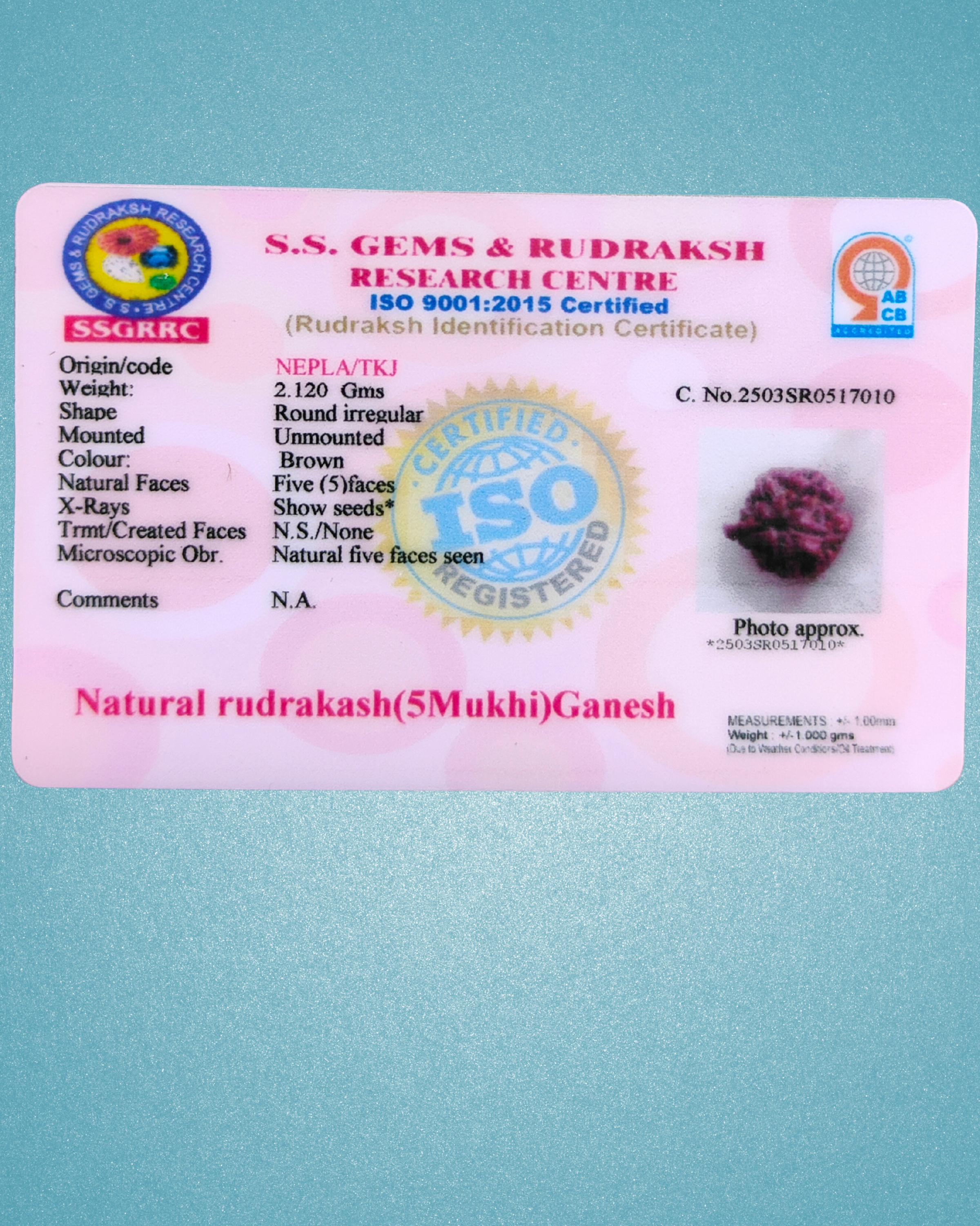 Premium Grade Ganesh Rudraksha from Nepal