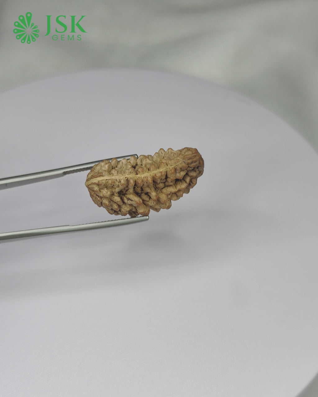Load video: Certified 1 Mukhi Rudraksha - Kaju Dana from Nepal - Premium Quality