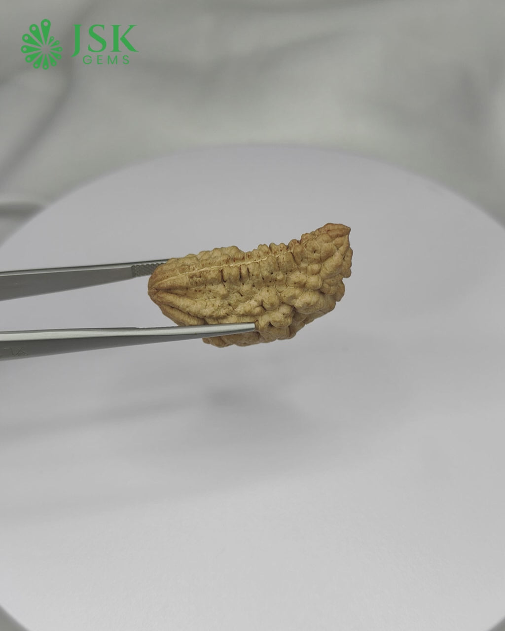 Load video: Certified 1 Mukhi Rudraksha - Kaju Dana from Nepal - Premium Quality