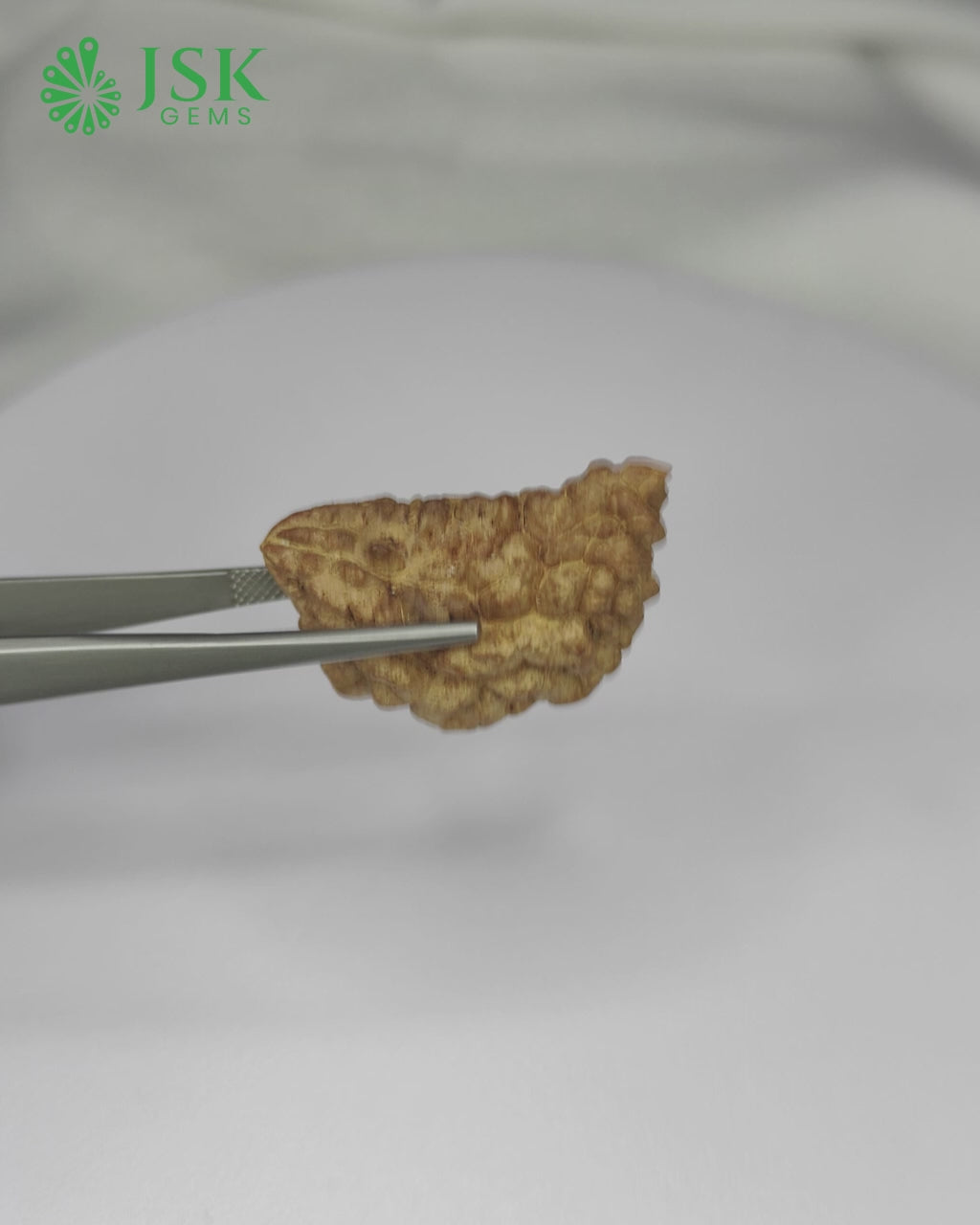 Load video: Certified 1 Mukhi Rudraksha - Kaju Dana from Nepal - Premium Quality