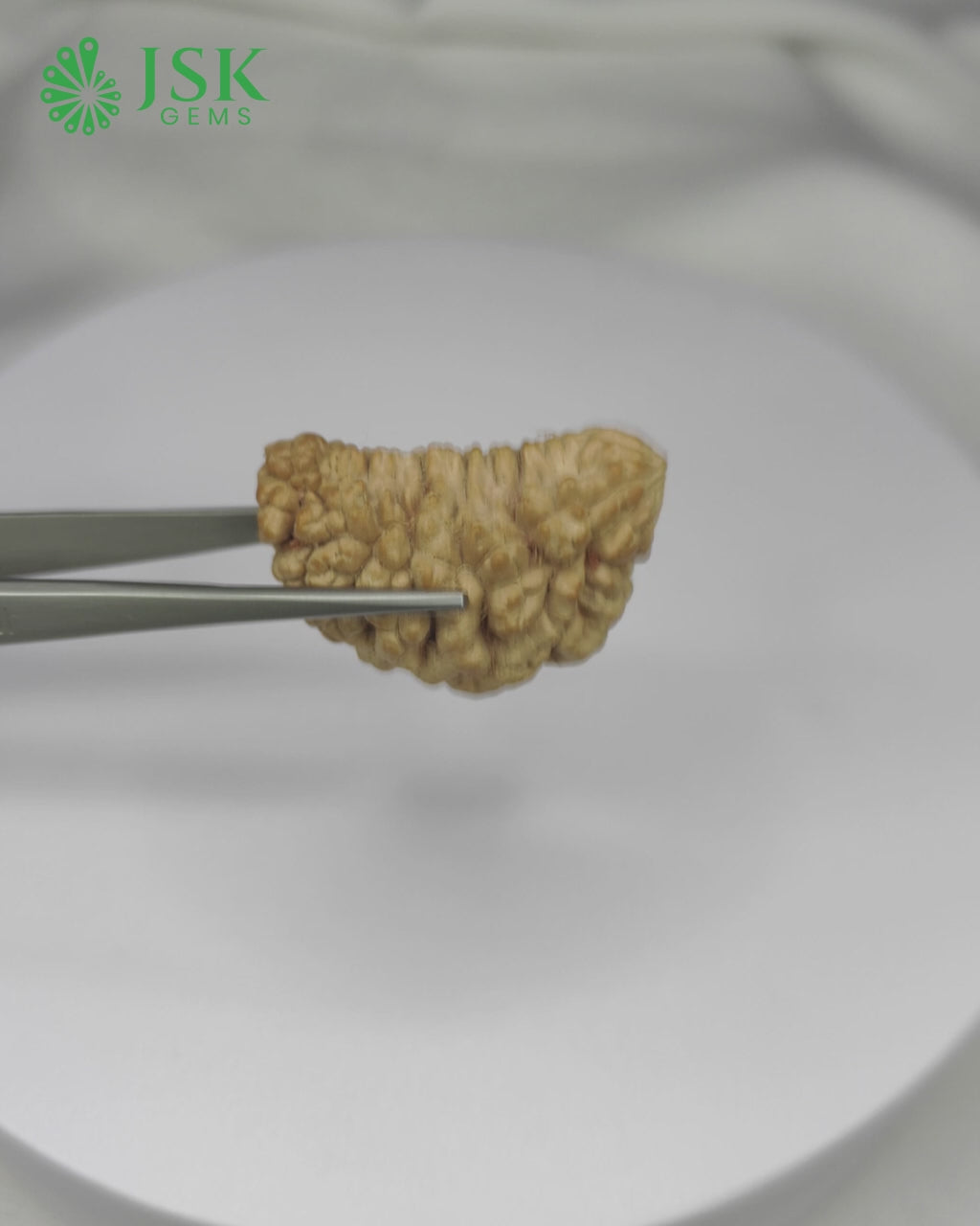 Load video: Certified 1 Mukhi Rudraksha - Kaju Dana from Nepal - Premium Quality
