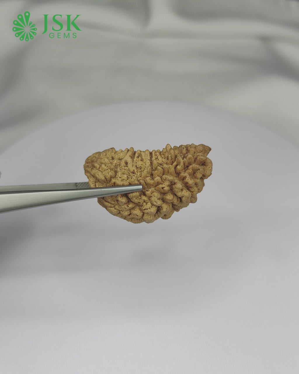 Load video: Certified 1 Mukhi Rudraksha - Kaju Dana from Nepal - Premium Quality