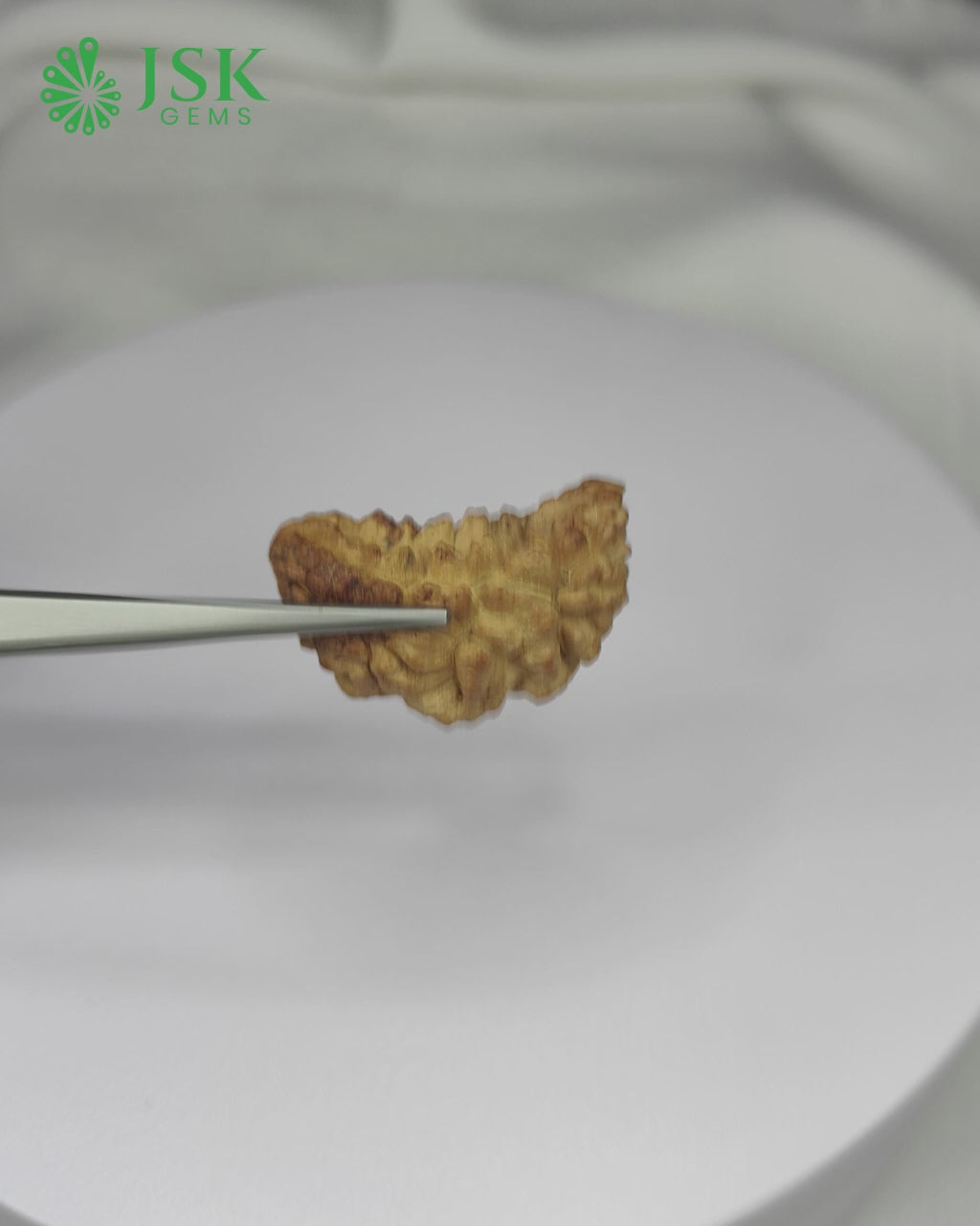 Load video: Certified 1 Mukhi Rudraksha - Kaju Dana from Nepal - Premium Quality