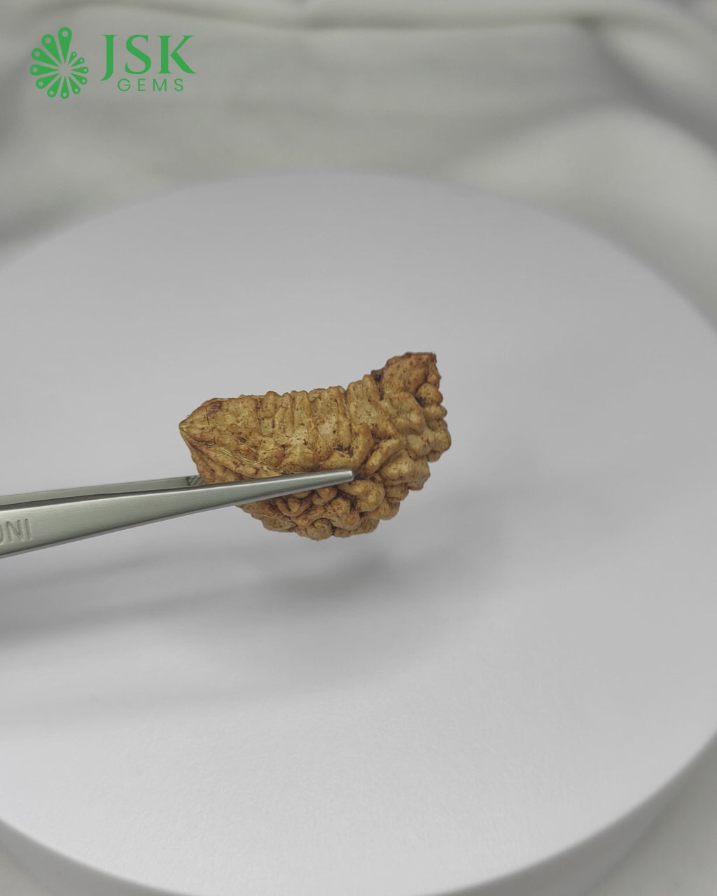 Load video: Certified 1 Mukhi Rudraksha - Kaju Dana from Nepal - Premium Quality