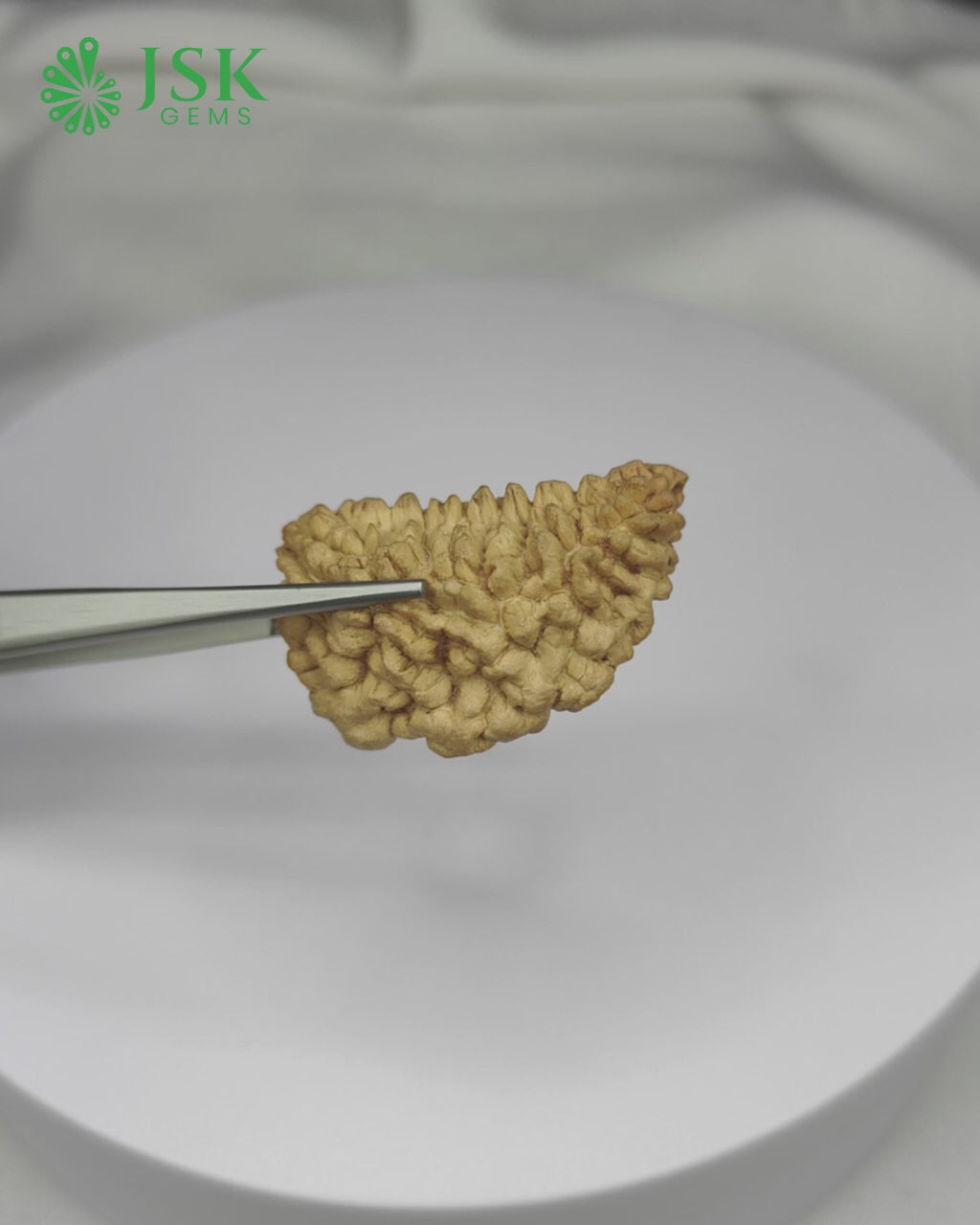 Load video: Certified 1 Mukhi Rudraksha - Kaju Dana from Nepal - Premium Quality