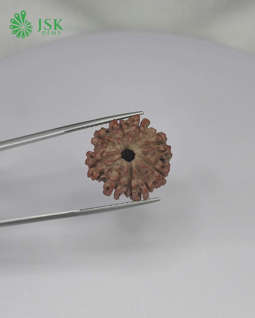 Load video: Certified 9 Mukhi Rudraksha from Nepal - Premium Quality