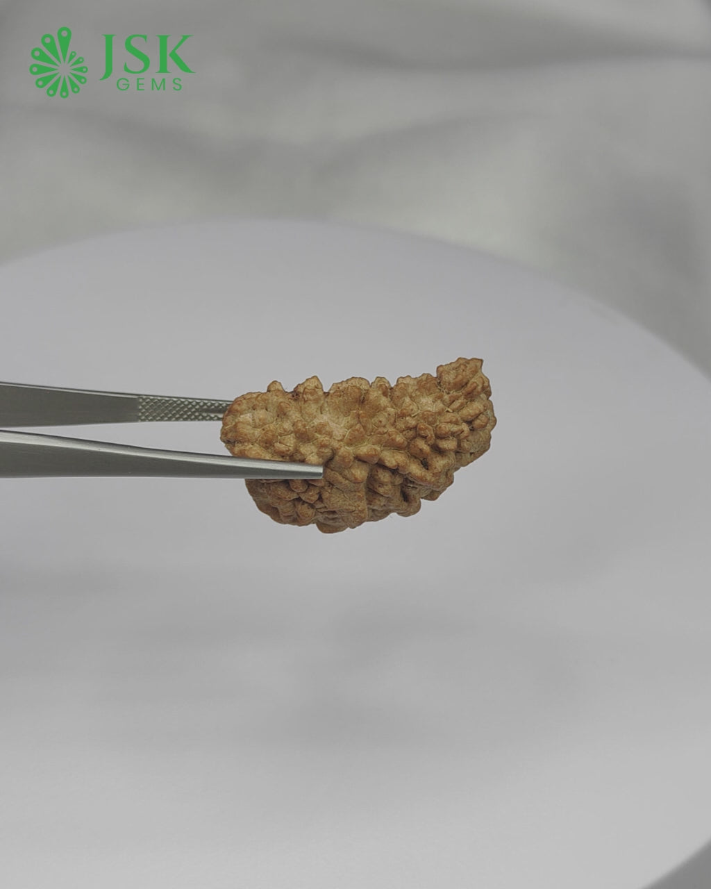 Load video: Certified 1 Mukhi Rudraksha - Kaju Dana from Nepal - Premium Quality